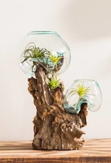 Double Glass Planter on Driftwood
