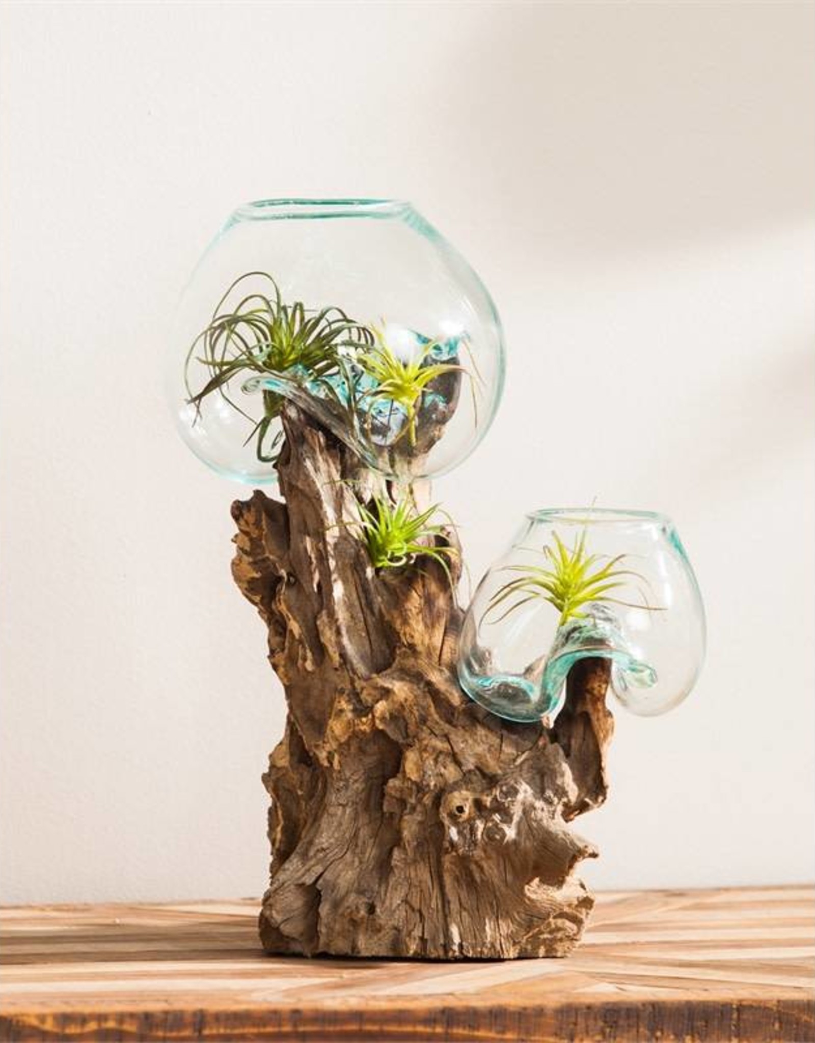 Double Glass Planter on Driftwood