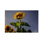 Nick Irwin Images Sunflower in Moonlight