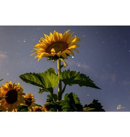 Nick Irwin Images Sunflower in Moonlight