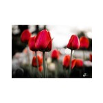 Nick Irwin Images Spring Tulips
