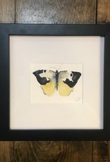 "Butterfly Study" - Michelle Detering Original - Framed Watercolor 9.5x9.5