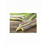 Handpoured Soy-blend Candle - Rainforest Sugarcane