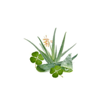 Soy-Blend Wax Melt - Aloe & Green Clover