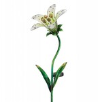 Solar White Tiger Lily