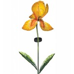 Solar Yellow Iris