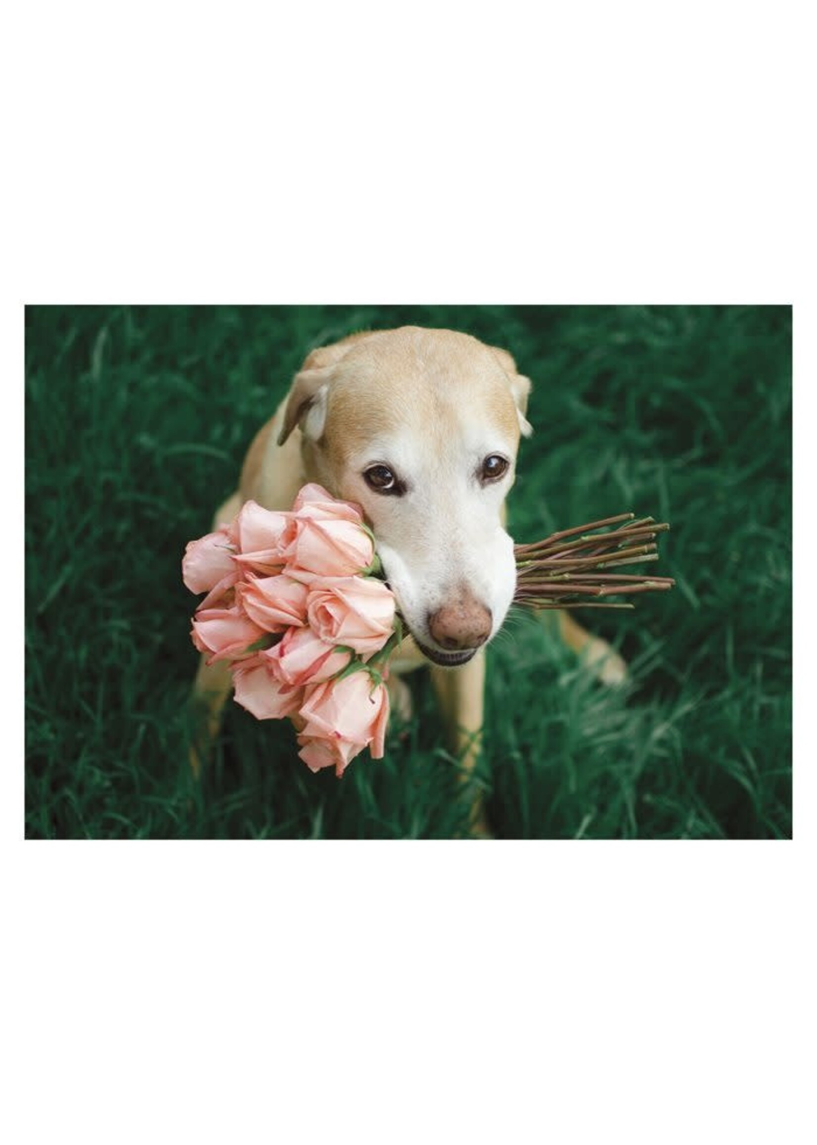 Card TY Dog with Pink Roses