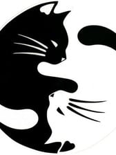 Download Bs Yin Yang Cat 4 5 Round Elysian Fields