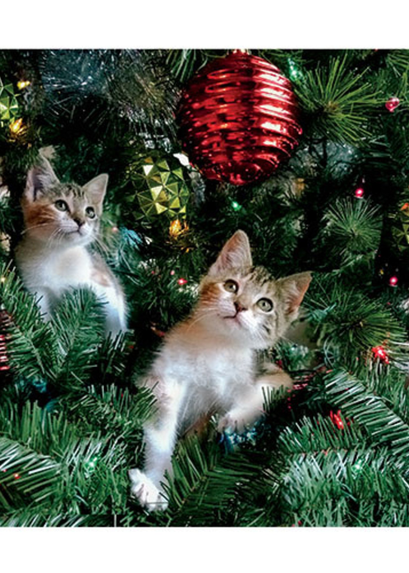 Card BX XMAS Kittens in Christmas Tree
