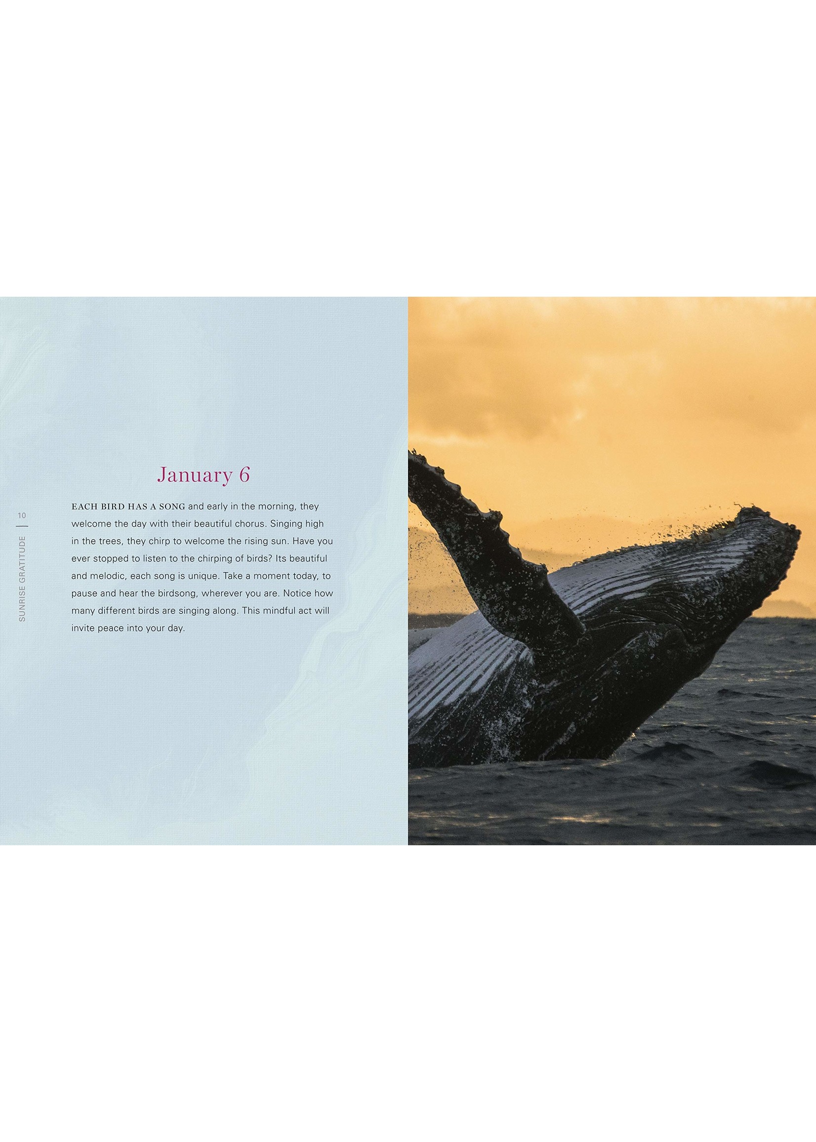 Sunrise Gratitude 365 Morning Meditations for Joyful Days All Year Long