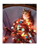 Card XMAS Cat Wrapped in Lights