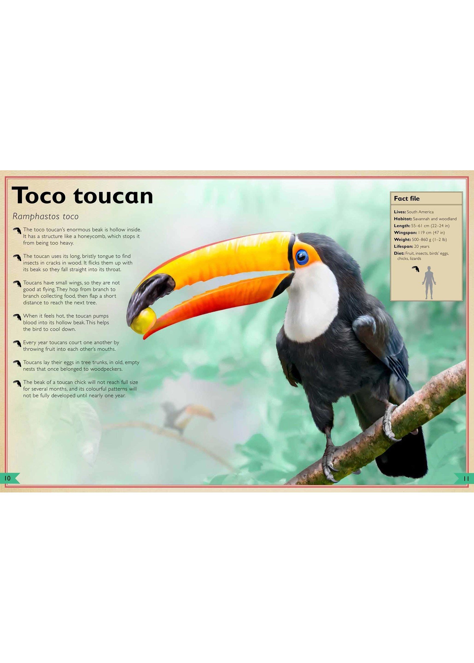The Magnificent Book of Birds