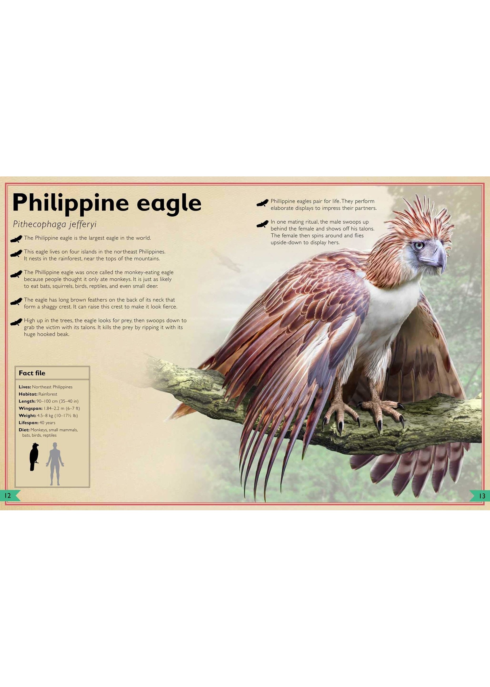 The Magnificent Book of Birds