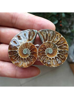 Ammonite Pair 1.5"