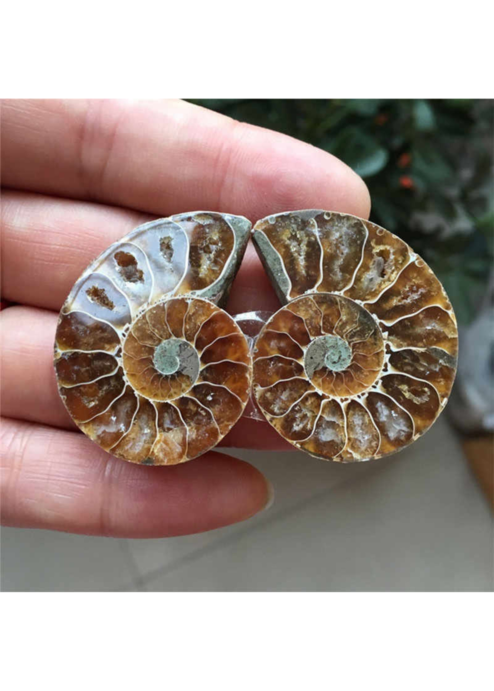 Ammonite Pair 1.5"