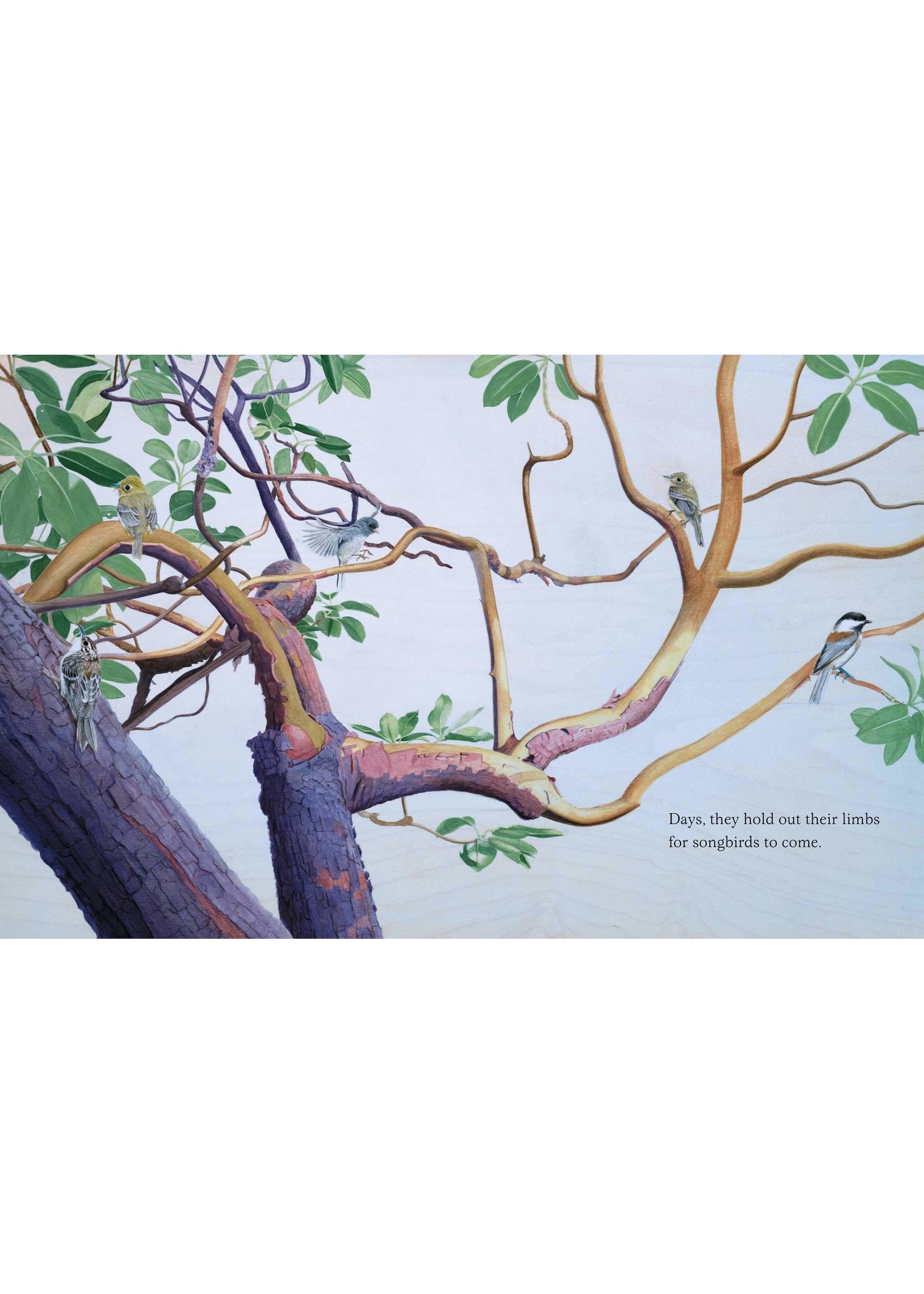 Trees