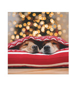 Card XMAS Two Dogs Waiting for Santa
