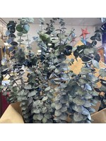 Preserved Baby Eucalyptus Bundle 8oz