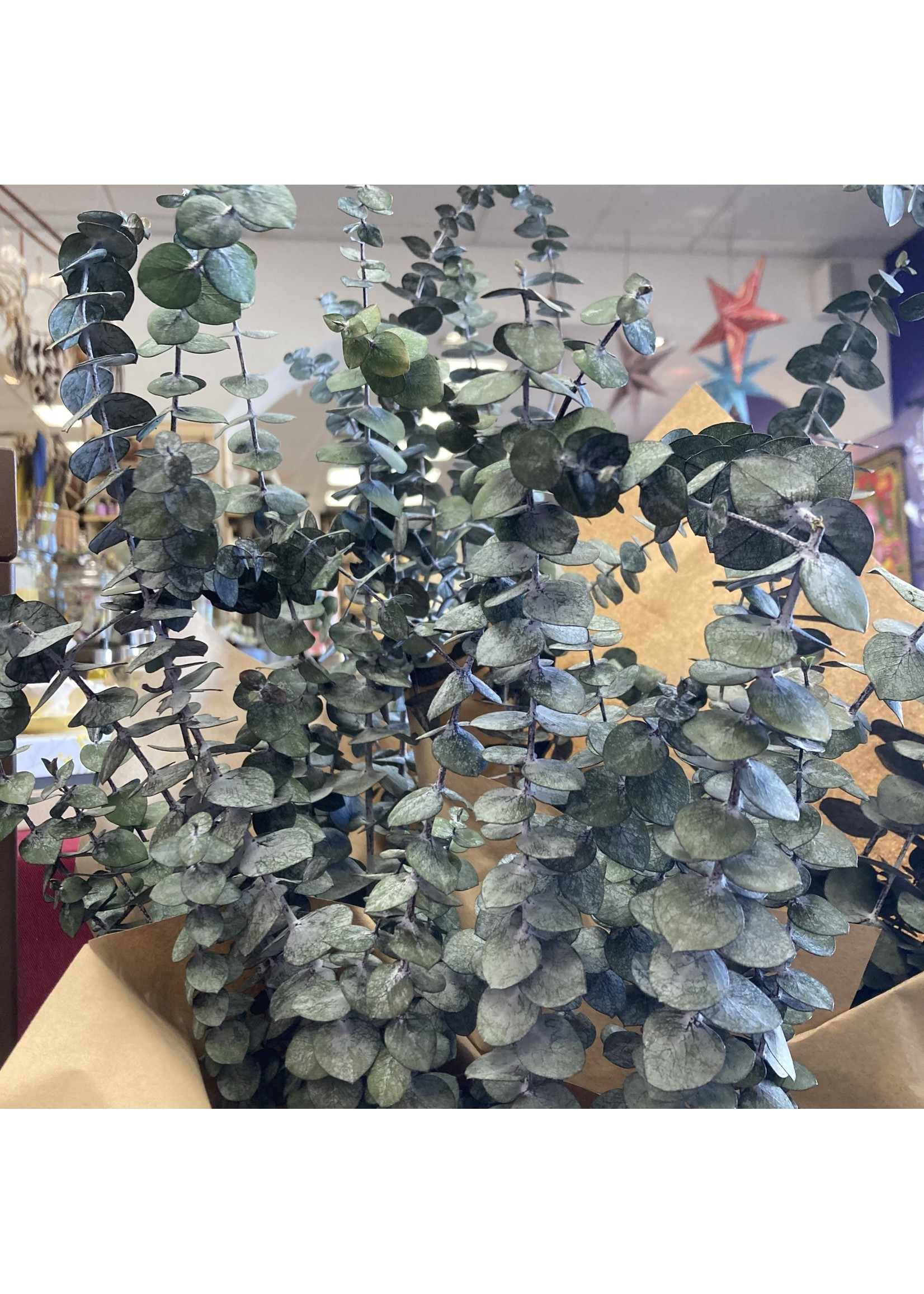 Preserved Baby Eucalyptus Bundle 8oz