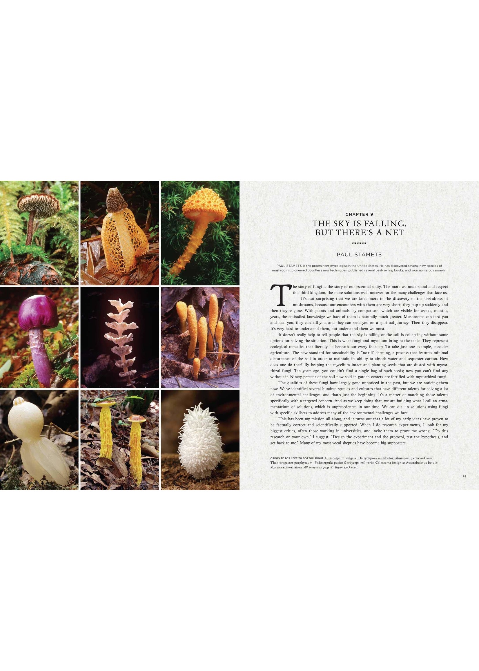 Fantasic Fungi - How Mushrooms Can Heal, Shift Consciousness, and Change the Planet