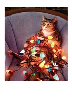 Bx Xmas Cat Wrapped In Lights