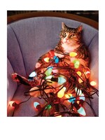 DGPP Boxed Christmas Cards Cat Wrapped In Lights 10ct