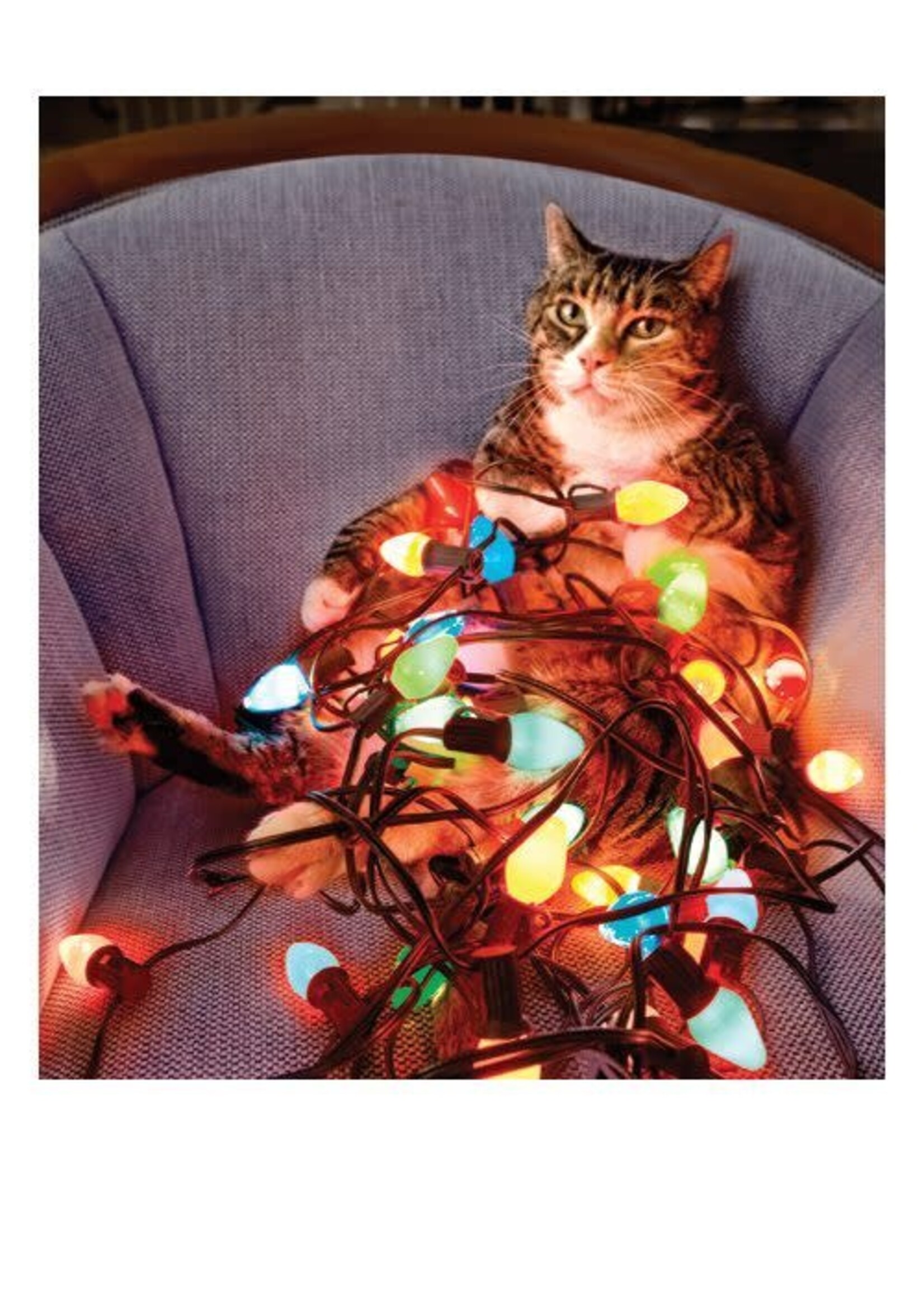 Card XMAS Cat Wrapped In Lights 10ct