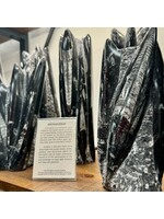 Standing Orthoceras Fossil Cluster