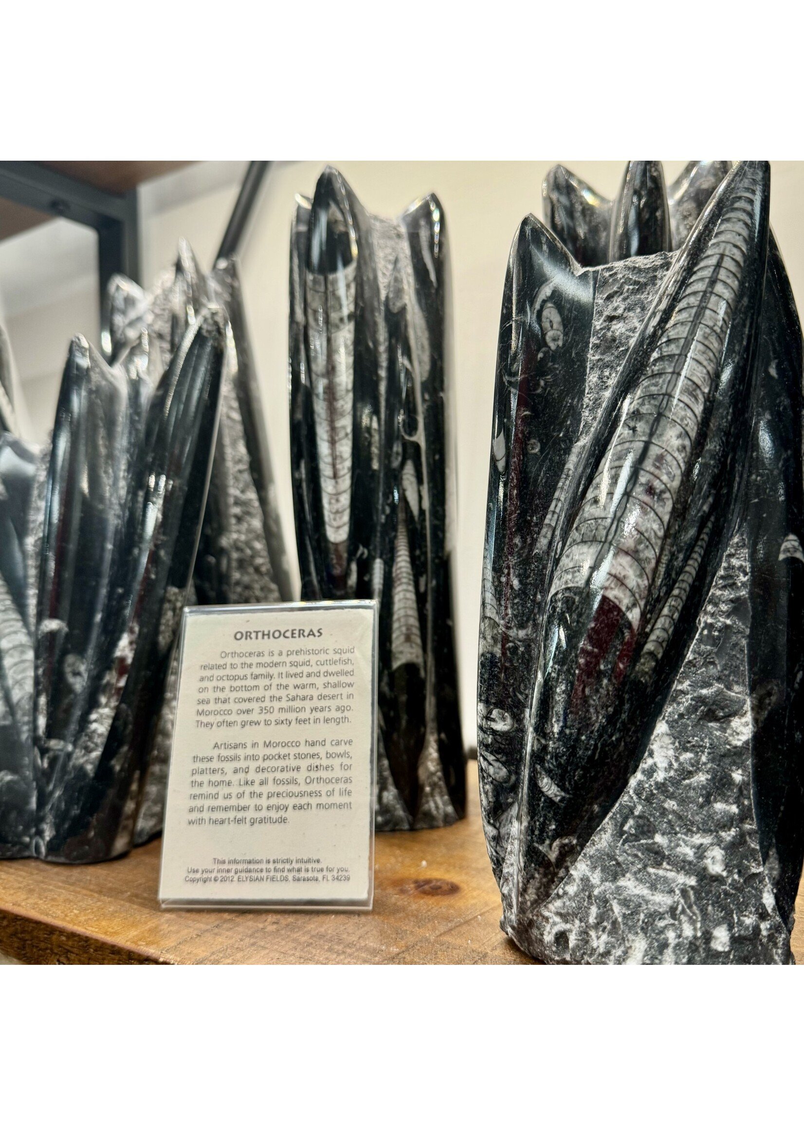 Standing Orthoceras Fossil Cluster