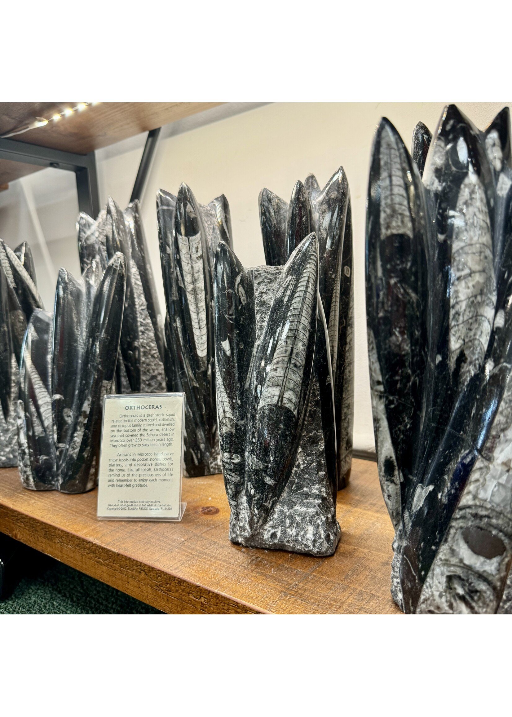 Standing Orthoceras Fossil Cluster