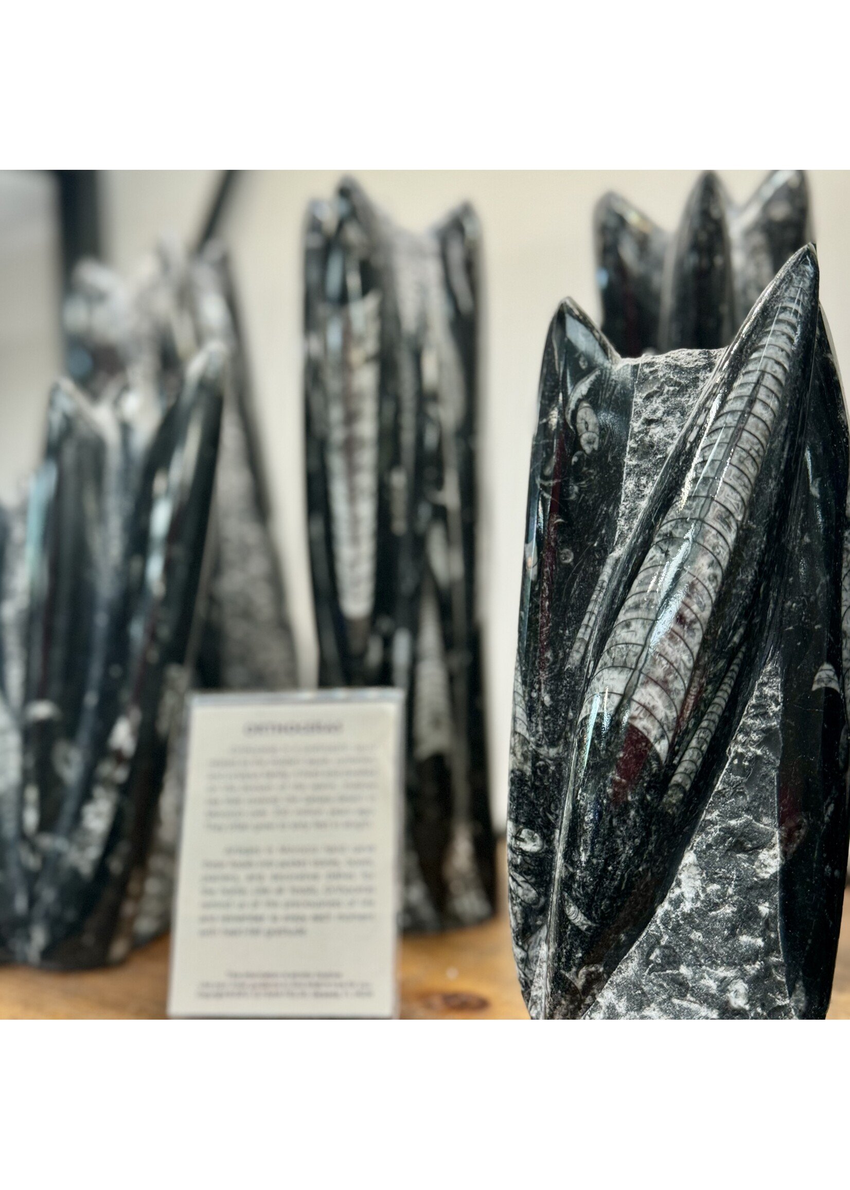 Standing Orthoceras Fossil Cluster