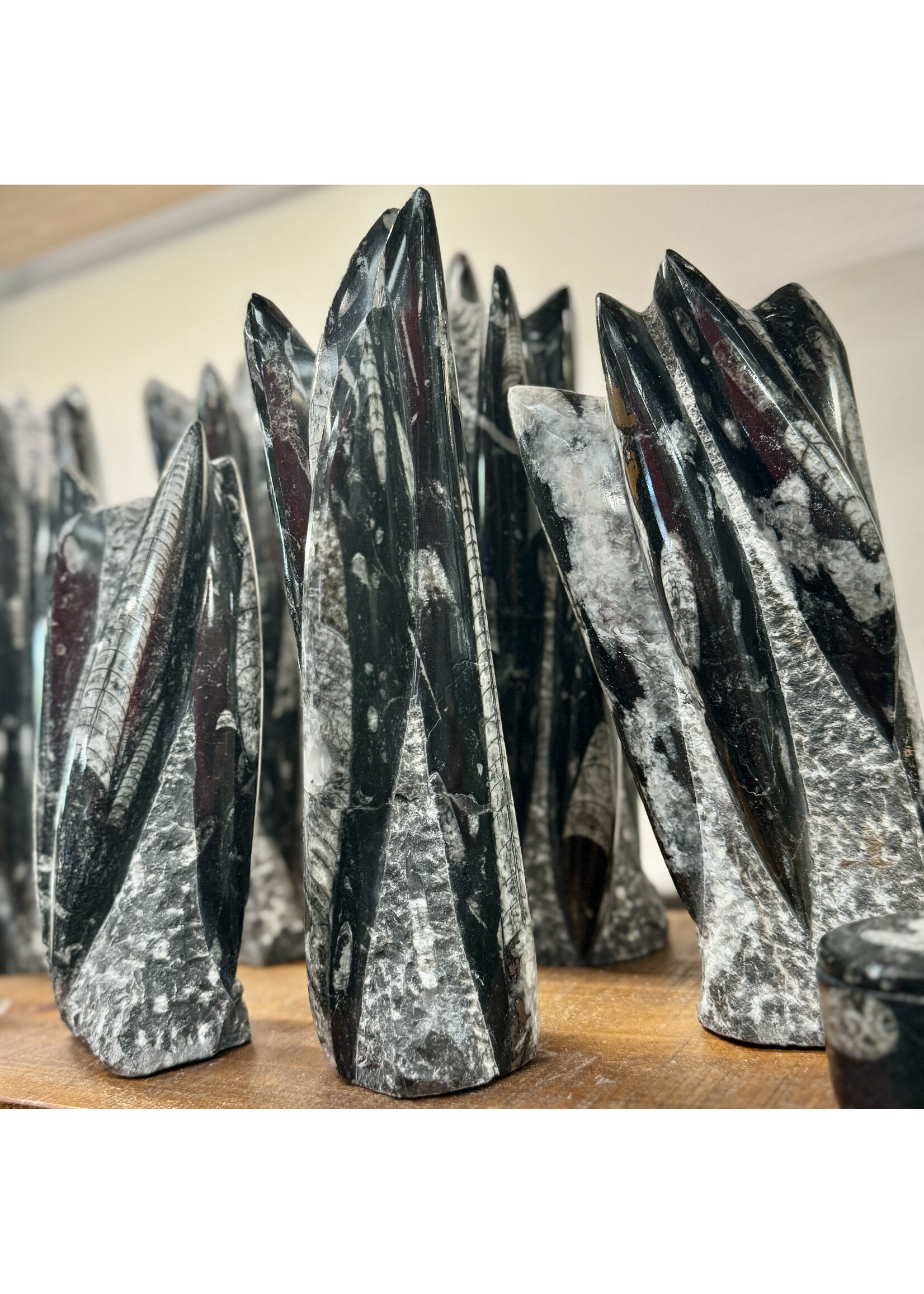Standing Orthoceras Fossil Cluster