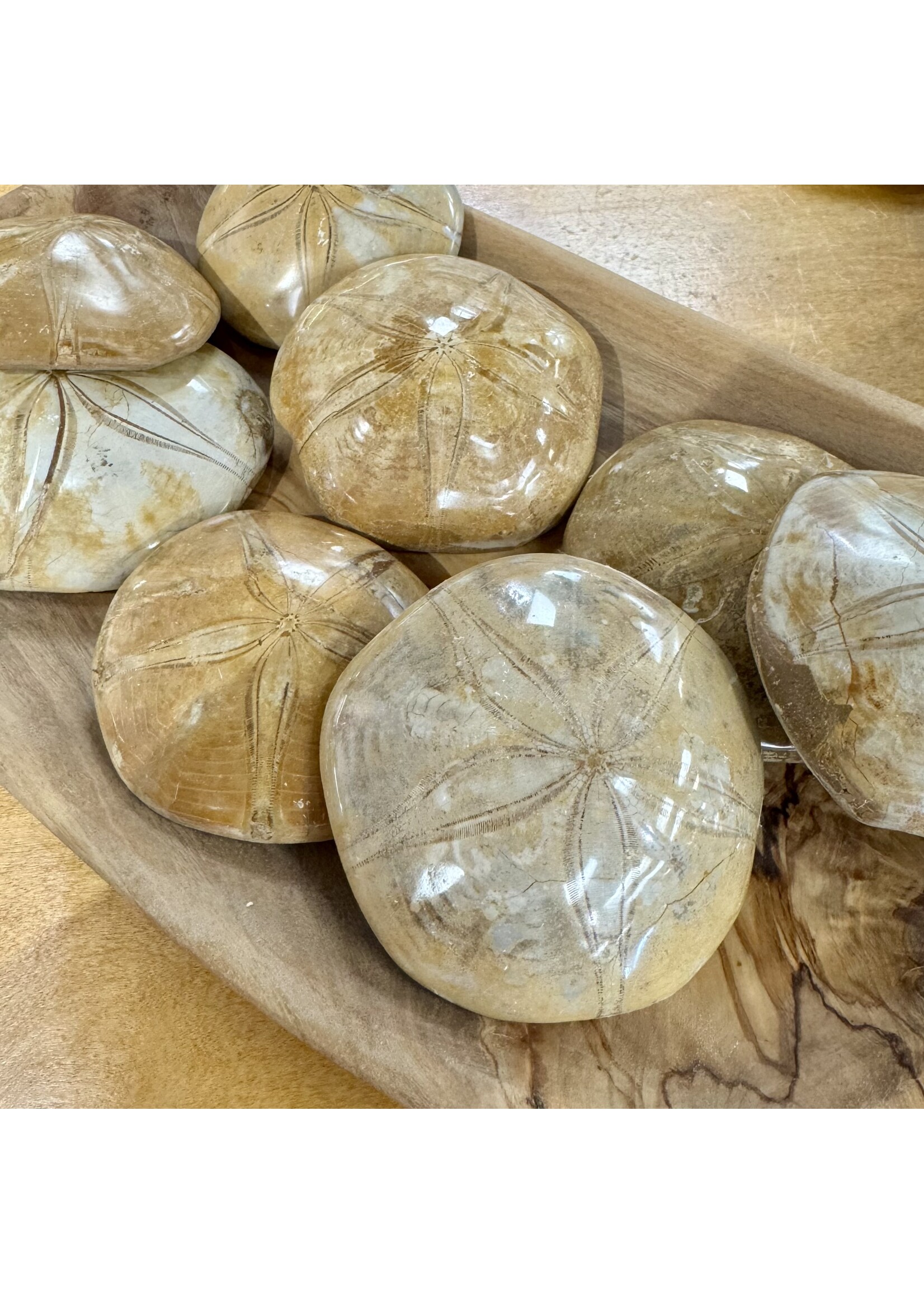 Sand Dollar Fossil from Madagascar