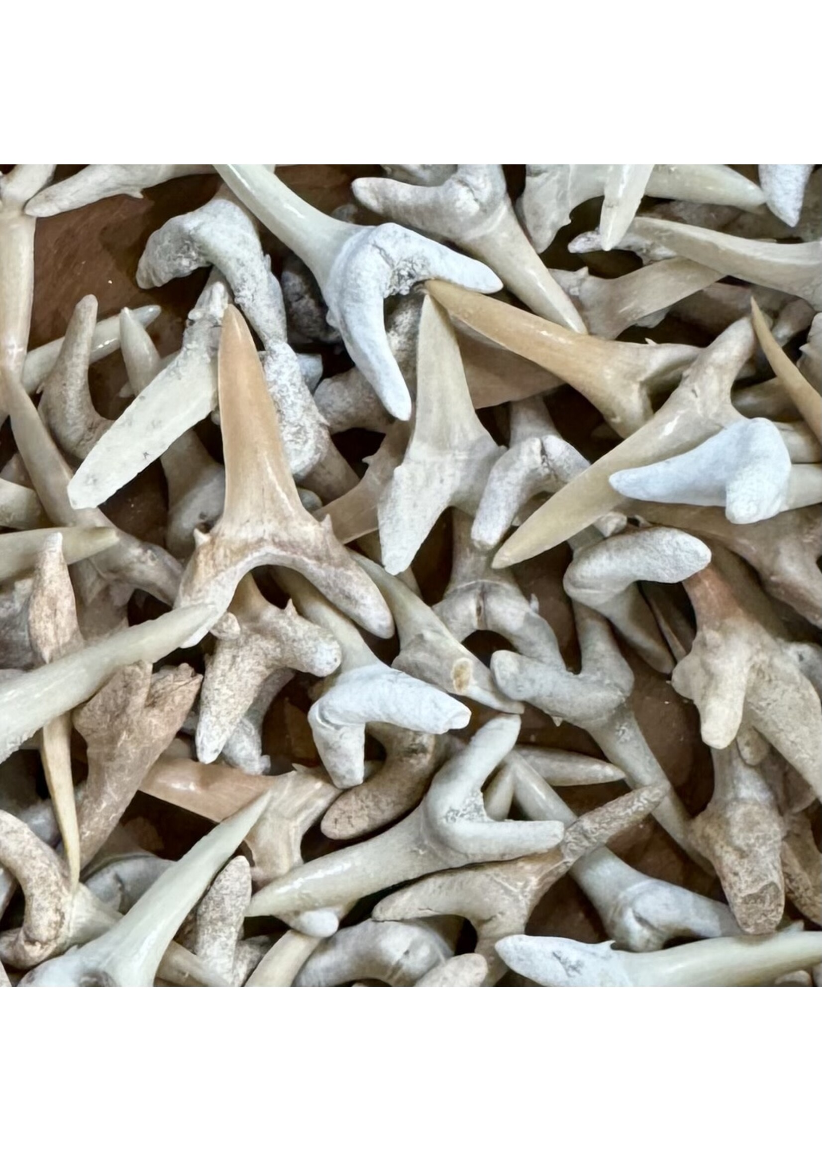 Bin Stone - Sharks Tooth