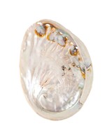 Abalone Smudge Shell