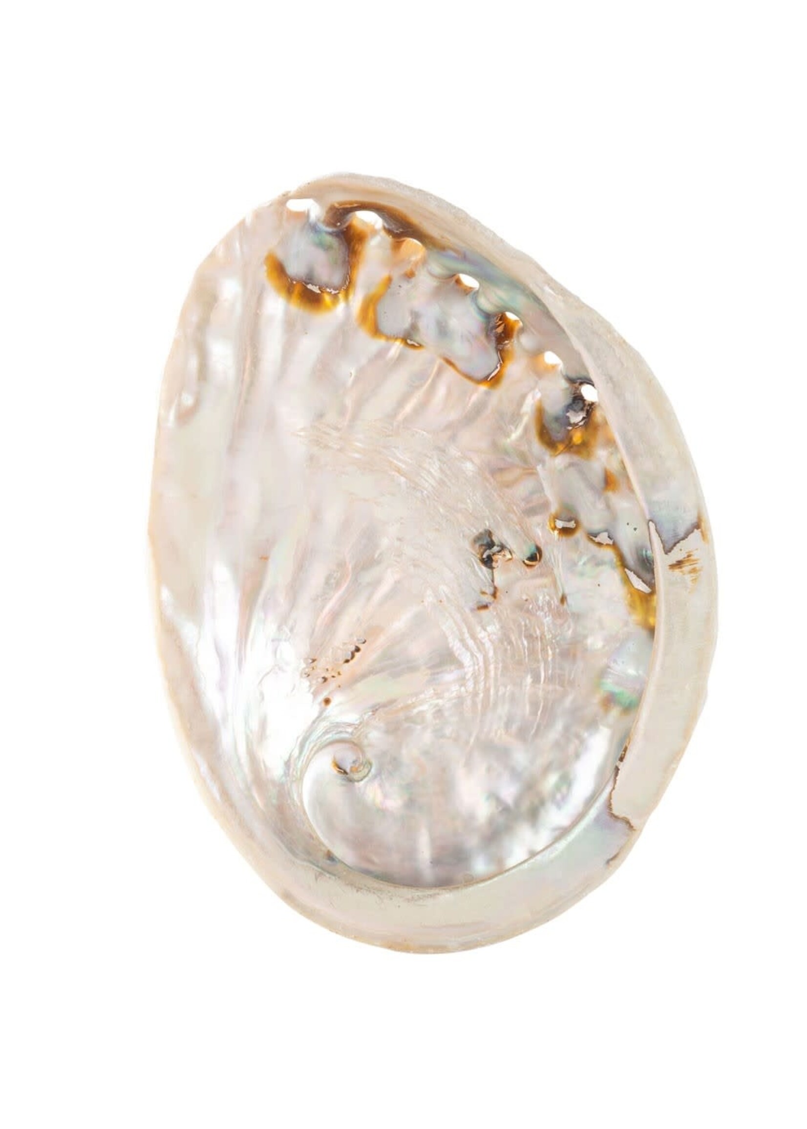 Abalone Smudge Shell