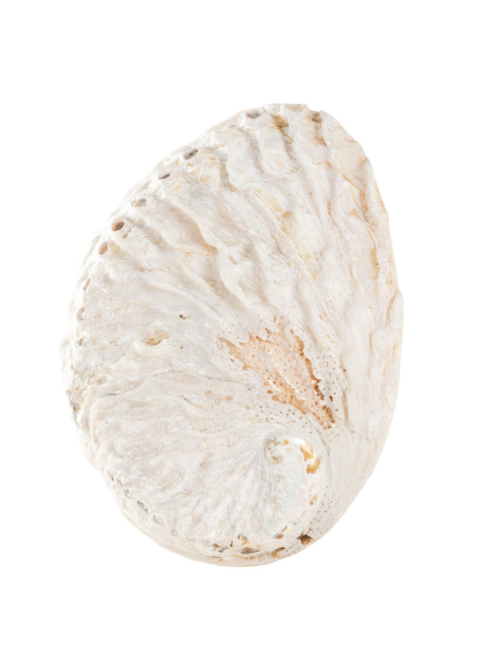 Abalone Smudge Shell