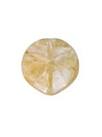 Sand Dollar Fossil from Madagascar - Small