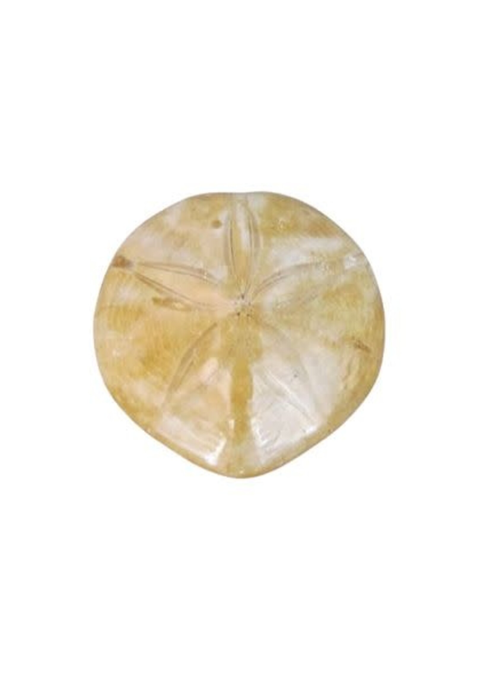 Sand Dollar Fossil from Madagascar - Small