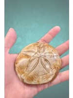 Sand Dollar Fossil from Madagascar