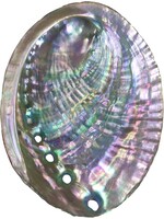 Smudge Accesories Abalone Shell Burner