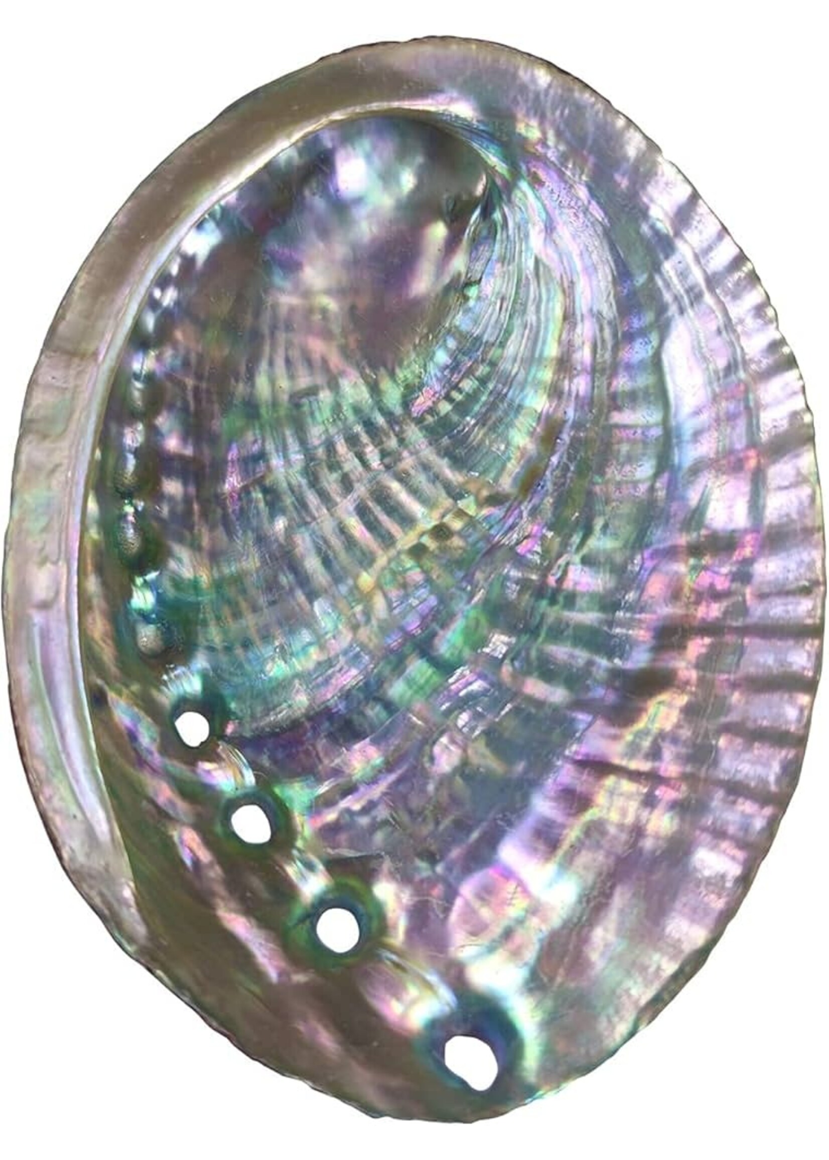 Smudge Abalone Shell Burner