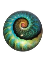 Paperweight Nautilus Print Glass