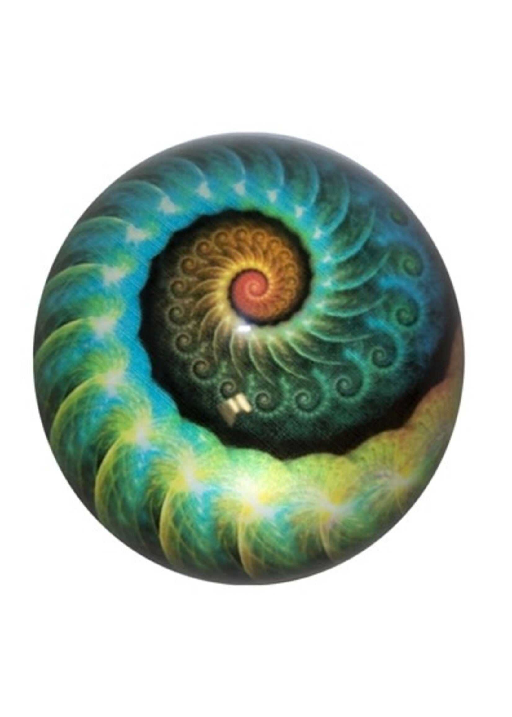 Paperweight Nautilus Print Glass