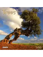 Cal2026 Trees