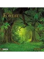 CAL2026 Deep Forest