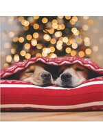 Card XMAS BOX SET Two Dogs Waiting for Santa