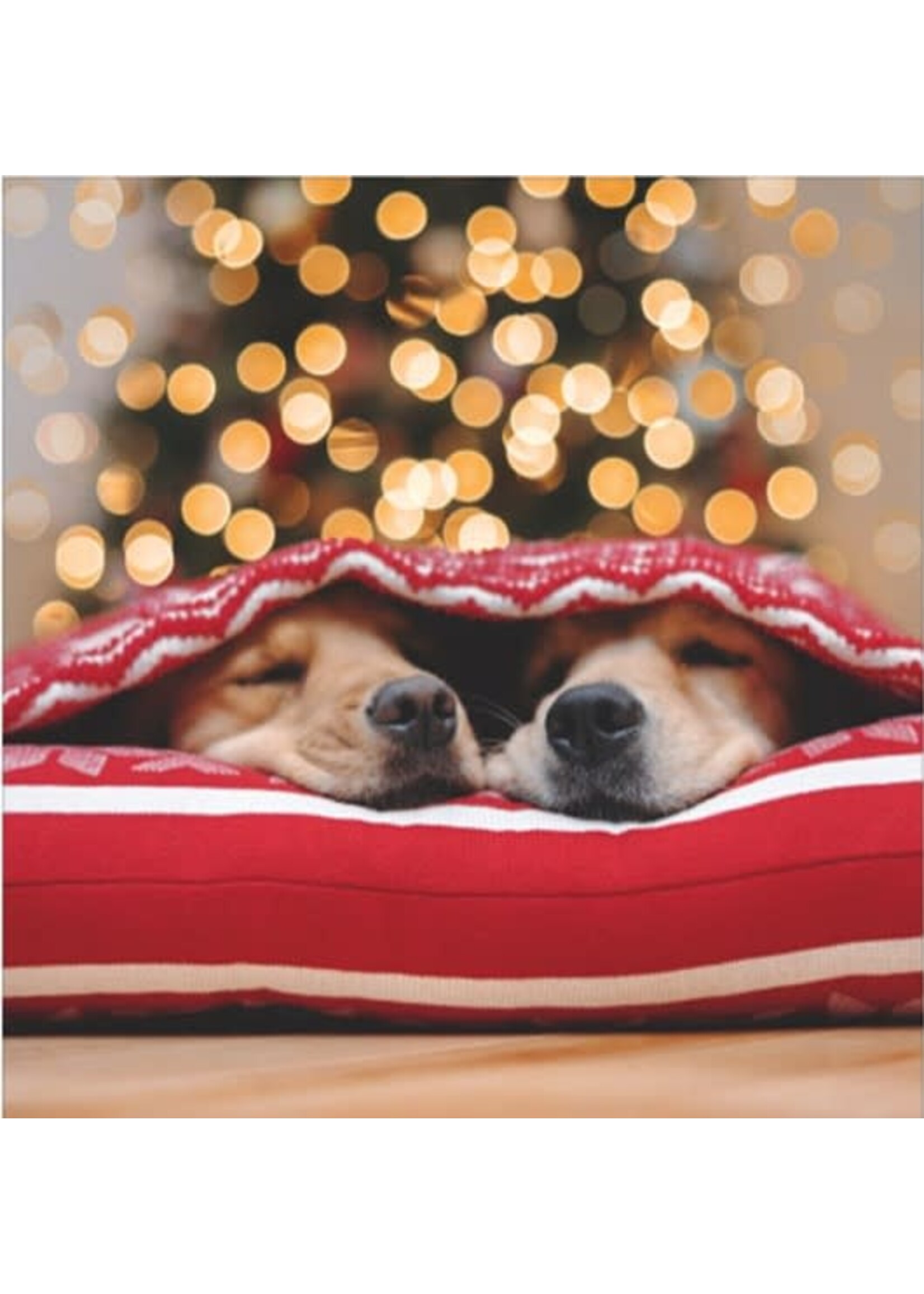 Card XMAS BOX SET Two Dogs Waiting for Santa