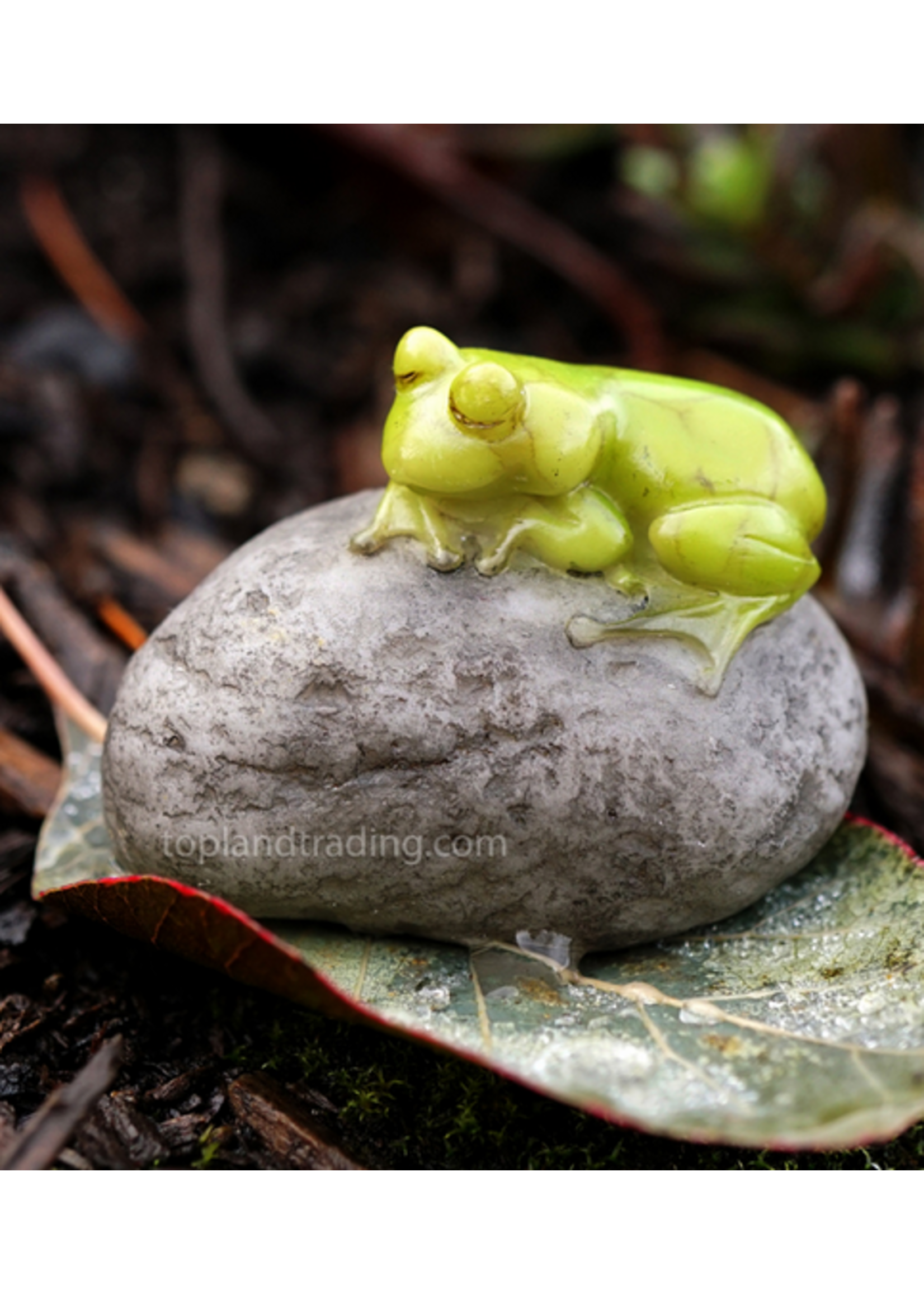 Top Land Trading Sleeping Cute Frog on Stone