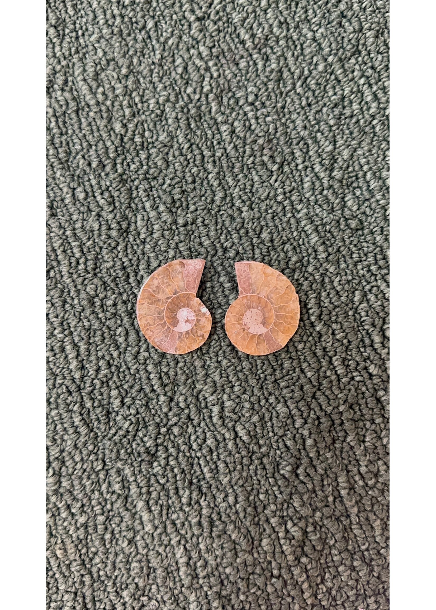 Ammonite Pair 1"